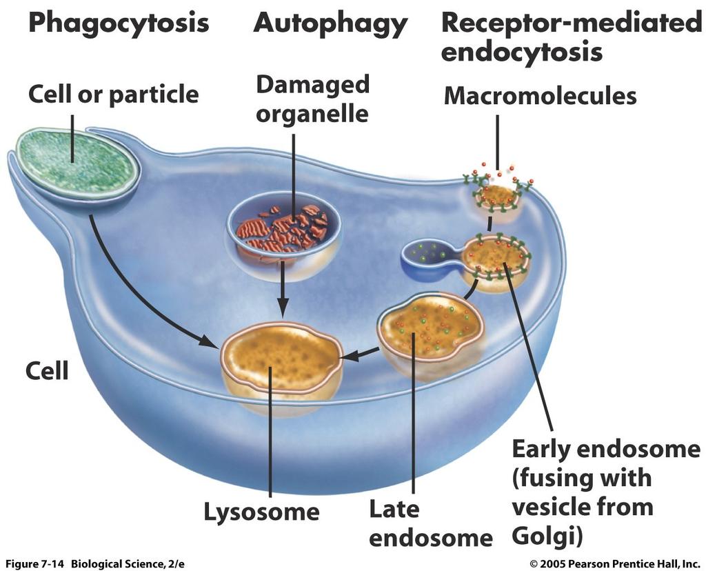 Lysosomes Solids that are engulfed are digested by in vesicular structures called lysosomes.