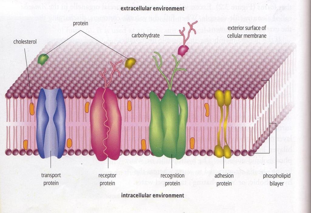 Additional Membrane Proteins The