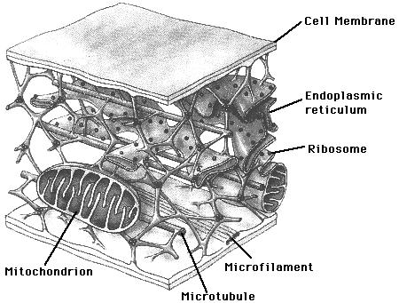 The Cell Cytoskeleton What were those funny worm things?! Eukaryotes have a network of protein fibres in the cytosol.