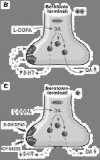 112: 1465-76 The density of serotonin axon terminals