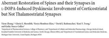 Reduced density of spines following 6-OHDA lesion Trend towards return to normal spine densities following