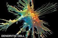 Dendritic Cells & Antigen