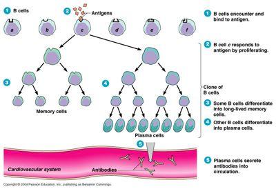 25 B Cell Response to Antigen 26 B Cell Receptor 2 major parts External Immunoglobulin Specificty for