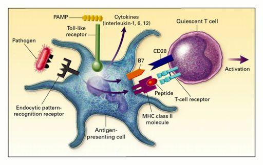 Adaptive Immune Systems