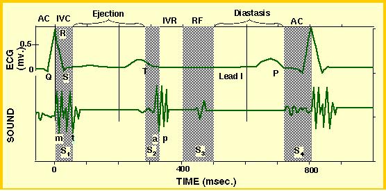 o initially there is no change in ventricular volume (called the period of isometric contraction) because ventricular pressure must build to a certain level before the semilunar valves can be forced