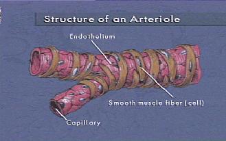 concentrations of acid, CO2, & O2 cause smooth muscle in the walls of the arterioles to relax & this, in turn, causes vasodilation of the arterioles > vasodilation reduces resistance with the vessel