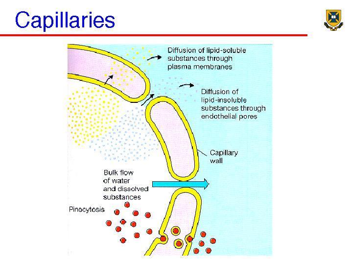 Capillaries: site of exchange of materials between blood & tissues exchange may occur by simple diffusion diffusion enhanced by: o thin capillary walls (just one