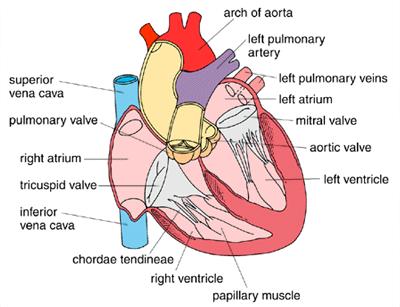 Semilunar valves - prevent backflow of blood from arteries (pulmonary artery & the aorta) to ventricles during ventricular diastole (relaxation) o Aortic valve - located between left ventricle & the