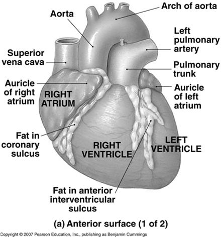 Ventricle Left Ventricle FIGURE 12.