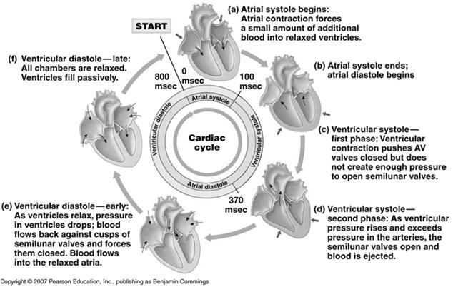 of time blood can flow into ventricles (heart rate dependent) Autonomic Innervation ACh(parasympathetic/lowers HR) NE (sympathetic/increases HR) E