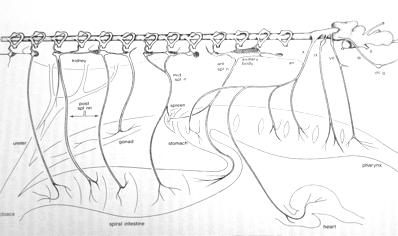 CARDIOVASCULAR TONE Anatomic Comparison Elasmobranch