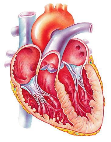 The Heart: Chambers Right and left side act as separate pumps Four chambers Atria Receiving chambers