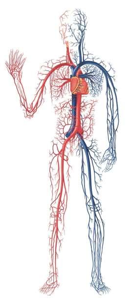 What is the Cardiovascular System? The cardiovascular system, also known as the circulatory system, is composed of blood, blood vessels and the heart.