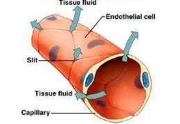 Tissue Fluid This plasma which has been squeezed out through the thin walls of the capillaries into the surrounding tissues is called