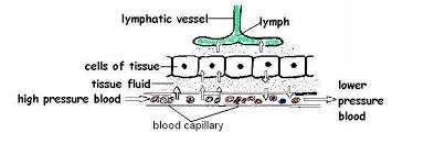 Lymph Most of the tissue fluid goes back by into the blood capillary by osmosis The fluid that
