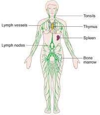 Lymph Lymph is collected by a vast network of lymph vessels These vessels eventually return their contents to the main circulation near