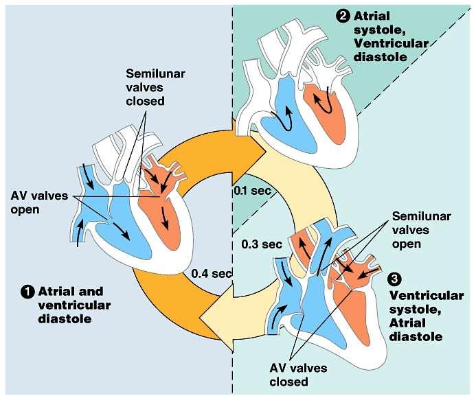 The Cardiac Cycle 1. Atrial & ventricular diastole 2.