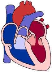 Atrial and Ventriclar Diastole The atria fill with blood from the vena cava and