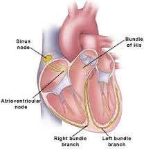 Conducting System of Heart The heart beat starts in the heart itself Heart muscle cells are selfcontractile.