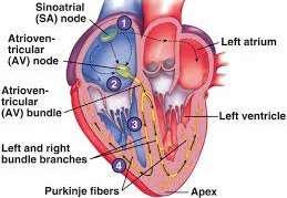 AV Node The AVN is found lower part of the right atrium When the impulse reaches the AVN it is passed into a bundle of