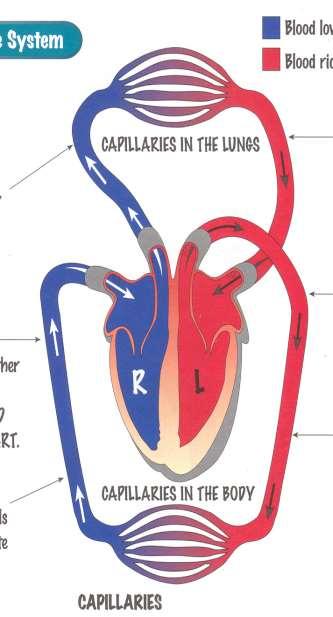 The heart is a DOUBLE PUMP: 1st - blood is pumped to the lungs & returns to the heart, 2nd - blood is pumped to the body & back to the heart again. 1. Deoxygenated blood from the body is pumped from the heart to the lungs 2.