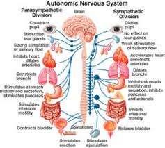Autonomic Nervous System Regulation The medulla regulates the rate of the SAN through the antagonistic action of the autonomic