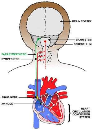 Parasympathetic Nerve An increase in the number of nerve impulses at the SAN via the