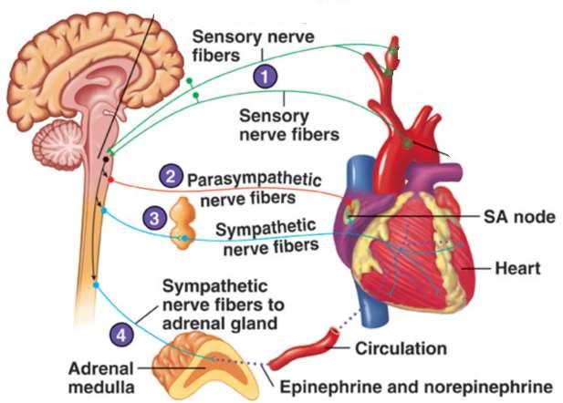 Autonomic Nervous System & Hormonal