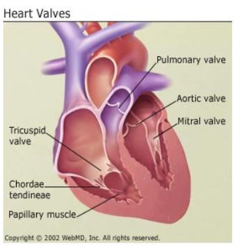 Heart Valves function one way flow of blood Atrioventricular valves: tricuspid valve between right atrium and right ventricle Mitral (bicuspid valve) between left atrium and left