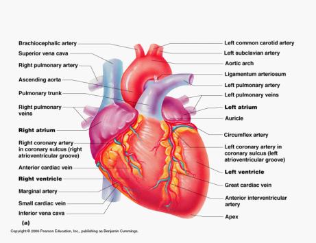 Cardiac Circulation coronary arteries feed heart muscle with nutrients cardiac