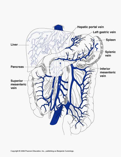 2. Hepatic Portal circulation circulation of digestive organs drains digestive organs, spleen, and pancreas and