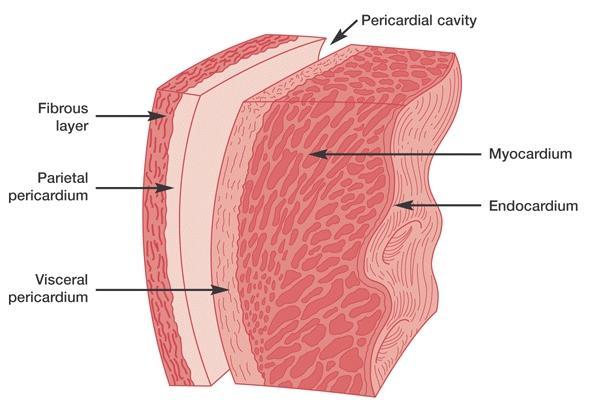 Heart Has three layers Fibrous pericardium: protects the heart & attaches it to surrounding structures