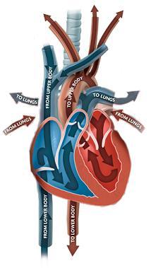 Blood flows through the heart in a specific pathway.
