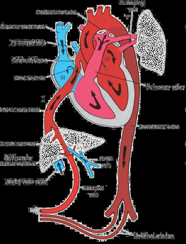 The Fetal Heart Foramen ovale: an opening between the right and left atria; reduces blood