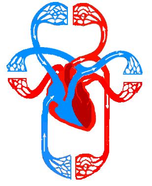 Blood Flow Right side pulmonary region left side Left side body region right side