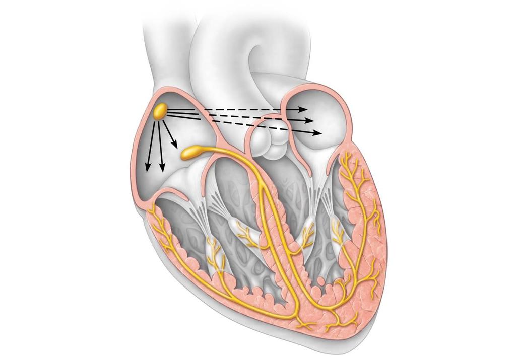 Figure 11.7 The intrinsic conduction system of the heart.