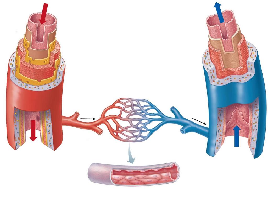 Figure 11.10b Structure of blood vessels.