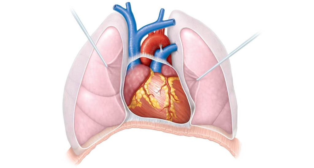 Heart in the Thoracic Cavity Superior vena cava Pulmonary