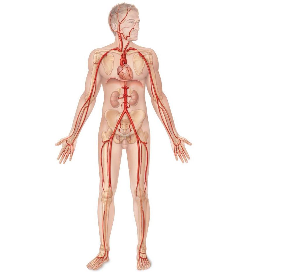 Figure 11.13 Major arteries of the systemic circulation, anterior view.