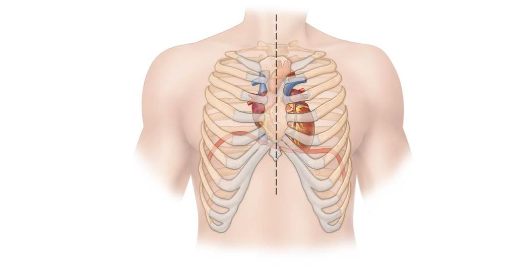 Heart Location in Thoracic Cavity