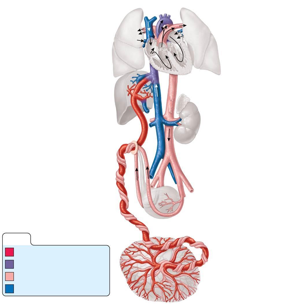 Figure 11.18 Schematic of the fetal circulation.