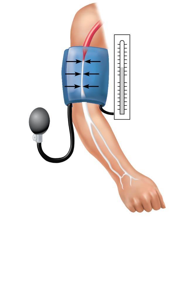 Figure 11.21b Measuring blood pressure. Pressure in cuff above 120; no sounds audible Rubber cuff inflated with air 120 mm Hg Brachial artery closed 2015 Pearson Education, Inc.