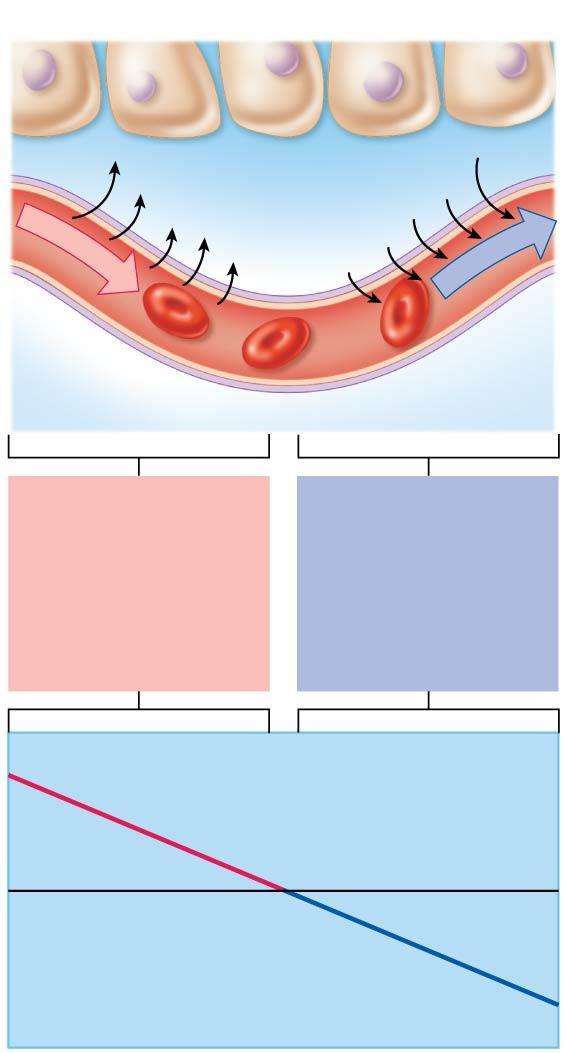 Figure 11.24 Bulk fluid flows across capillary walls depend largely on the difference between the blood pressure and the osmotic pressure at different regions of the capillary bed.