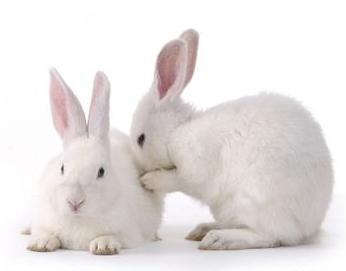 Pathogenesis study of rhev: Chronicity SPF Rabbits Infected with