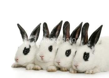 PBS rhev Inoculating a homologous rabbit HEV isolate(group 2