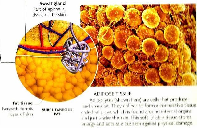 Adipose Tissue Tissue which the body stores lipids for future needs (2.