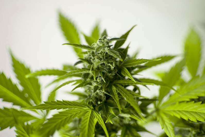 Colorado amendments Amendment 64 2012 Allowed recreational marijuana