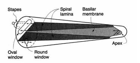 How the Ear Distinguishes Pitches The basilar membrane oscillates the most near the base for high frequencies,