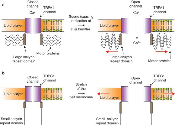 Models for How Force Opens TRP Channels ankyrin repeats and motor proteins activate