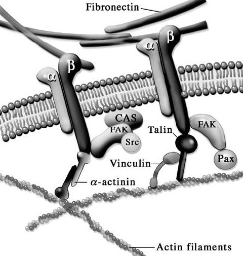 Stretching Single Talin Rod Molecules Activates Vinculin Binding del Rio, Perez-Jimenez, Liu, Roca-Cusachs, Fernandez, and Sheetz Classic Paper in